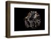 Pecten Glaber-Paul Starosta-Framed Photographic Print