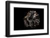 Pecten Glaber-Paul Starosta-Framed Photographic Print