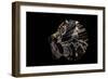 Pecten Glaber-Paul Starosta-Framed Photographic Print