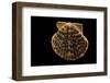 Pecten Islandicus-Paul Starosta-Framed Photographic Print