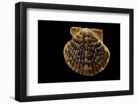 Pecten Islandicus-Paul Starosta-Framed Photographic Print