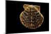 Pecten Islandicus-Paul Starosta-Mounted Photographic Print