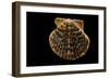 Pecten Islandicus-Paul Starosta-Framed Photographic Print