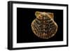 Pecten Islandicus-Paul Starosta-Framed Photographic Print