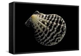 Pecten Lignarius-Paul Starosta-Framed Stretched Canvas