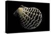 Pecten Lignarius-Paul Starosta-Stretched Canvas