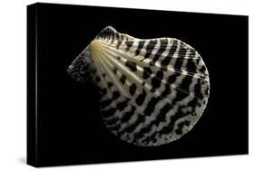 Pecten Lignarius-Paul Starosta-Stretched Canvas