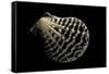 Pecten Lignarius-Paul Starosta-Framed Stretched Canvas