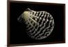 Pecten Lignarius-Paul Starosta-Framed Premium Photographic Print