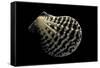 Pecten Lignarius-Paul Starosta-Framed Stretched Canvas