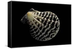 Pecten Lignarius-Paul Starosta-Framed Stretched Canvas