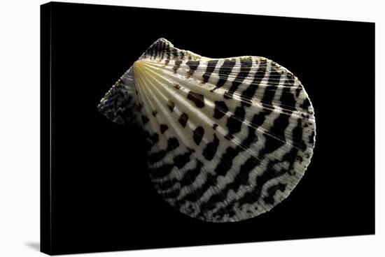 Pecten Lignarius-Paul Starosta-Stretched Canvas