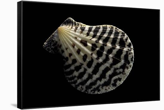 Pecten Lignarius-Paul Starosta-Framed Stretched Canvas