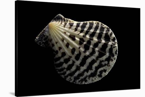 Pecten Lignarius-Paul Starosta-Stretched Canvas