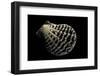 Pecten Lignarius-Paul Starosta-Framed Premium Photographic Print