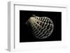 Pecten Lignarius-Paul Starosta-Framed Premium Photographic Print