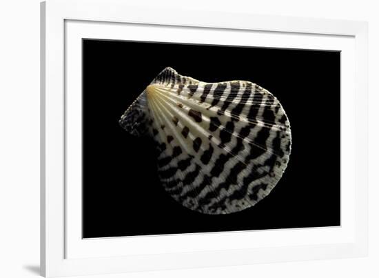 Pecten Lignarius-Paul Starosta-Framed Photographic Print