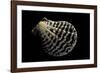 Pecten Lignarius-Paul Starosta-Framed Photographic Print