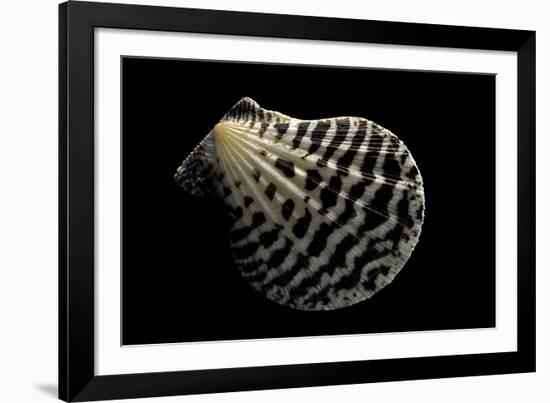 Pecten Lignarius-Paul Starosta-Framed Photographic Print