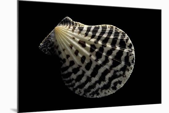 Pecten Lignarius-Paul Starosta-Mounted Photographic Print