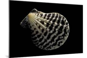 Pecten Lignarius-Paul Starosta-Mounted Photographic Print