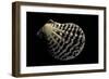 Pecten Lignarius-Paul Starosta-Framed Photographic Print