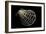 Pecten Lignarius-Paul Starosta-Framed Photographic Print