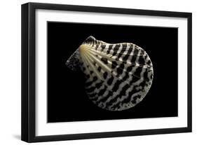 Pecten Lignarius-Paul Starosta-Framed Photographic Print