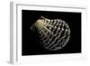 Pecten Lignarius-Paul Starosta-Framed Photographic Print