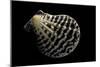 Pecten Lignarius-Paul Starosta-Mounted Photographic Print