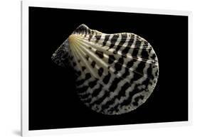 Pecten Lignarius-Paul Starosta-Framed Photographic Print