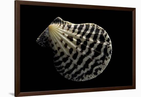 Pecten Lignarius-Paul Starosta-Framed Photographic Print