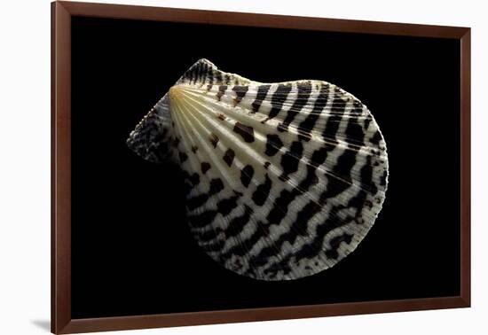 Pecten Lignarius-Paul Starosta-Framed Photographic Print