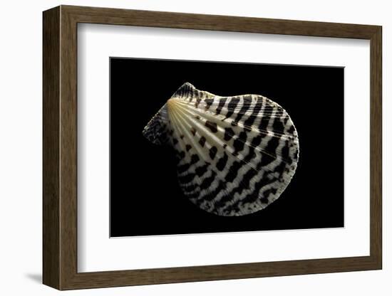 Pecten Lignarius-Paul Starosta-Framed Photographic Print