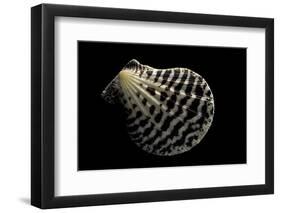 Pecten Lignarius-Paul Starosta-Framed Photographic Print