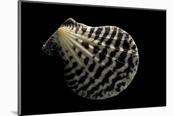 Pecten Lignarius-Paul Starosta-Mounted Photographic Print