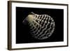 Pecten Lignarius-Paul Starosta-Framed Photographic Print