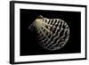 Pecten Lignarius-Paul Starosta-Framed Photographic Print