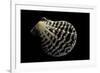 Pecten Lignarius-Paul Starosta-Framed Photographic Print