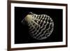 Pecten Lignarius-Paul Starosta-Framed Photographic Print