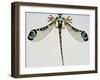 Pectoral, Late 19th-20th Century-Rene Lalique-Framed Giclee Print