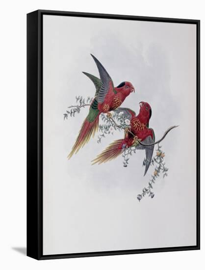 Pectoral Lorikeet-John Gould-Framed Stretched Canvas