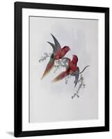 Pectoral Lorikeet-John Gould-Framed Giclee Print