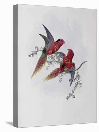 Pectoral Lorikeet-John Gould-Stretched Canvas