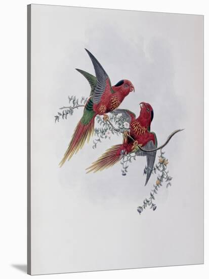 Pectoral Lorikeet-John Gould-Stretched Canvas