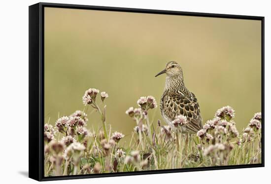 Pectoral Sandpiper (Calidris melanotos) adult, breeding plumage, near Barrow-Ignacio Yufera-Framed Stretched Canvas