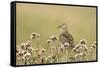 Pectoral Sandpiper (Calidris melanotos) adult, breeding plumage, near Barrow-Ignacio Yufera-Framed Stretched Canvas