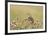 Pectoral Sandpiper (Calidris melanotos) adult, breeding plumage, near Barrow-Ignacio Yufera-Framed Photographic Print