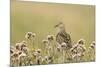 Pectoral Sandpiper (Calidris melanotos) adult, breeding plumage, near Barrow-Ignacio Yufera-Mounted Photographic Print