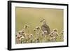 Pectoral Sandpiper (Calidris melanotos) adult, breeding plumage, near Barrow-Ignacio Yufera-Framed Photographic Print